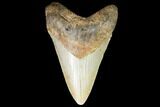 Fossil Megalodon Tooth - North Carolina #99335-1